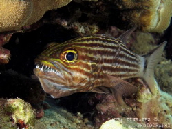 Mouthbrooding tiger cardinalfish by Laura Dinraths 